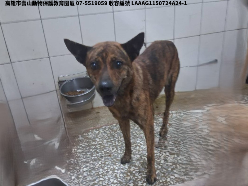 領養大型虎斑色公犬