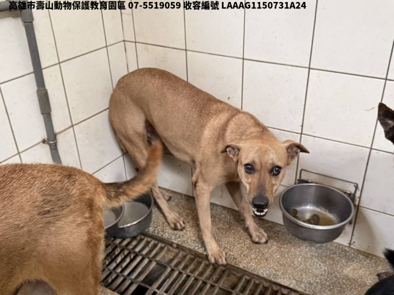 領養大型黃色公犬