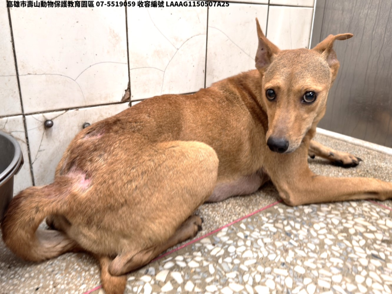領養大型黃色母犬