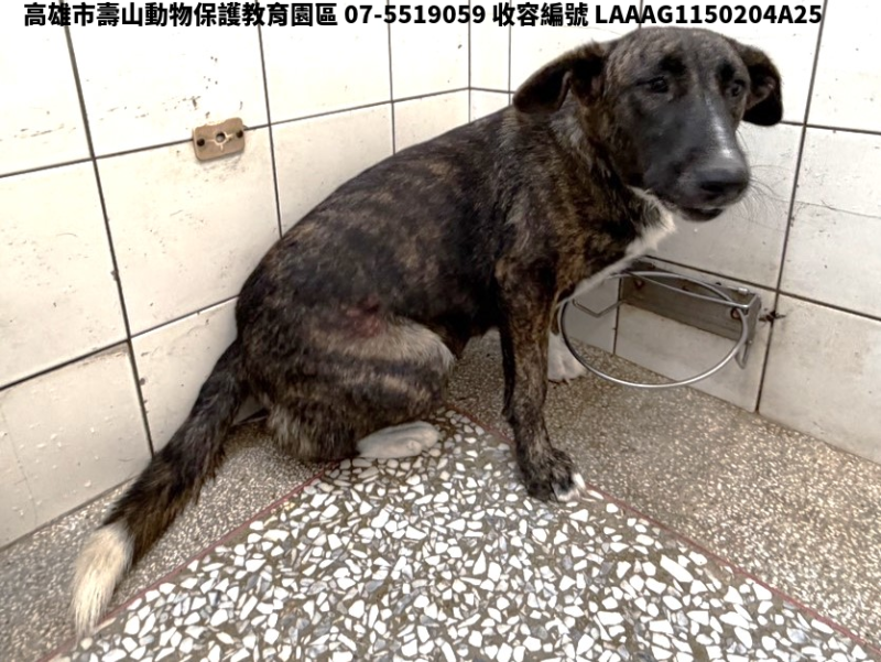 領養大型虎斑色母犬