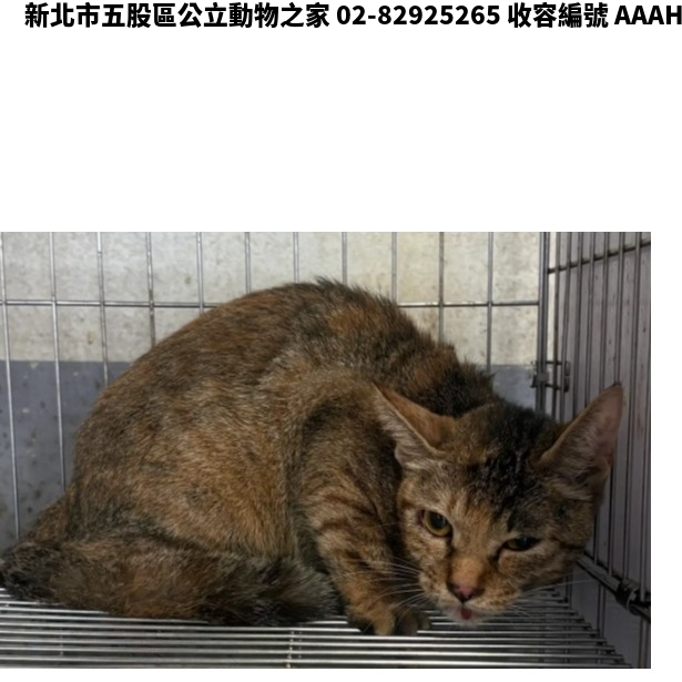 領養中型虎斑色母貓