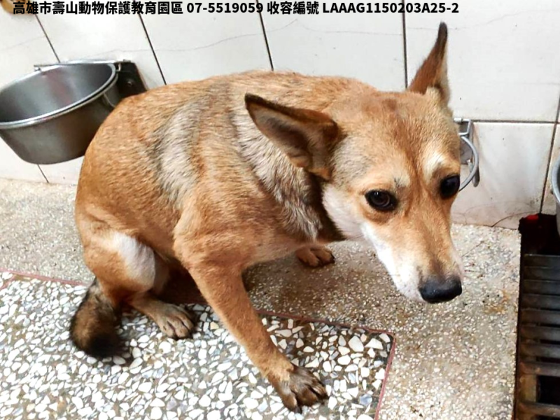 領養大型黃色母犬
