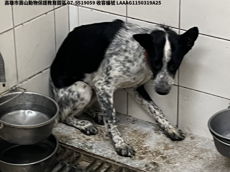 領養中型花色母犬