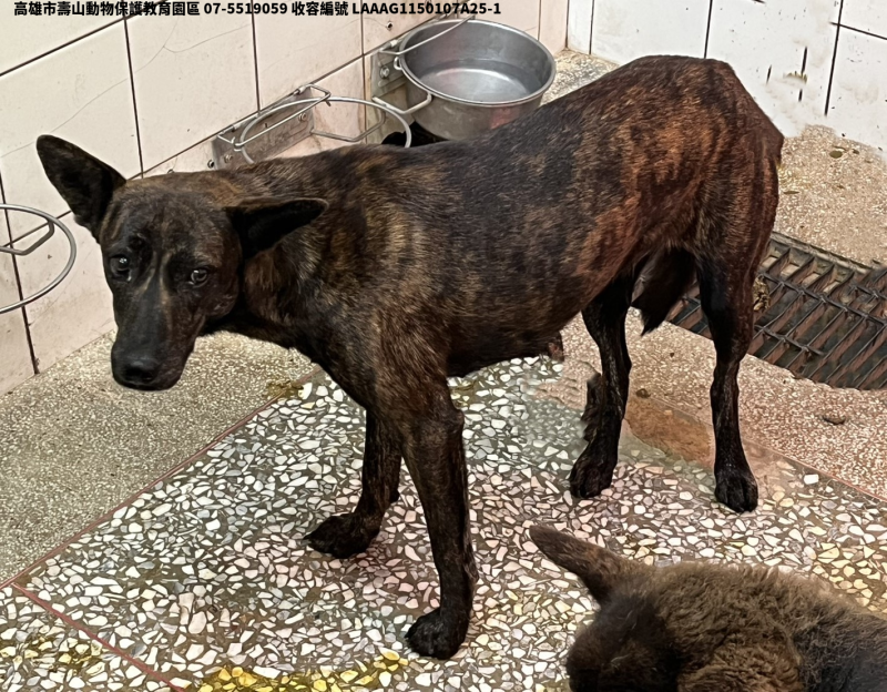 領養大型虎斑色母犬