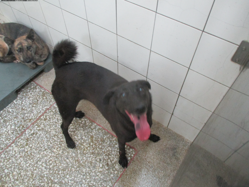 領養大型黑色母犬