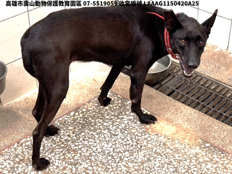 領養大型黑色母犬