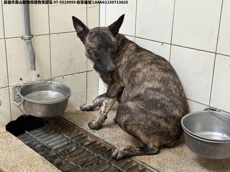 領養大型虎斑色母犬