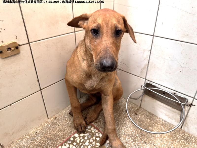 領養大型黃色母犬