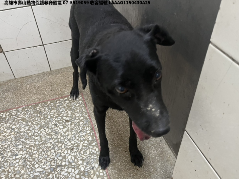 領養大型黑色母犬