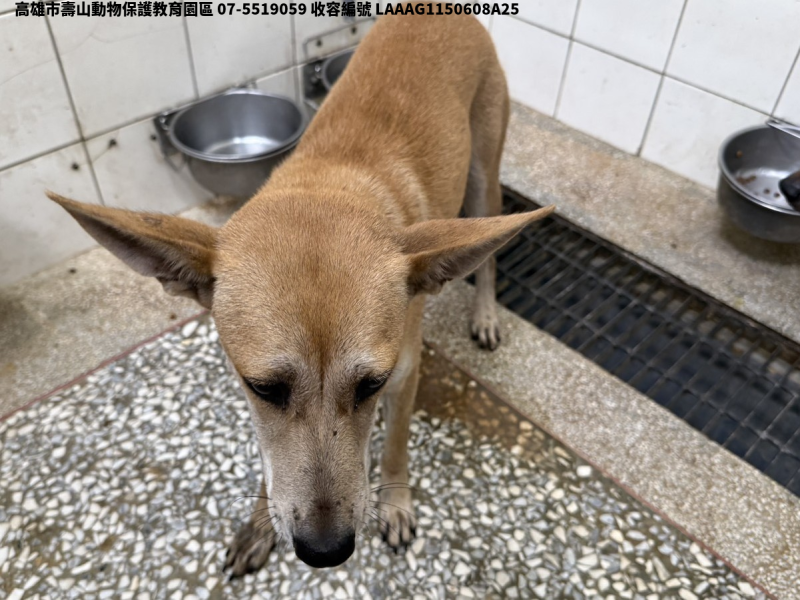 領養大型黃色母犬