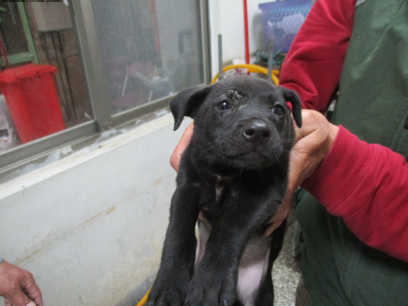 領養中型黑色公犬