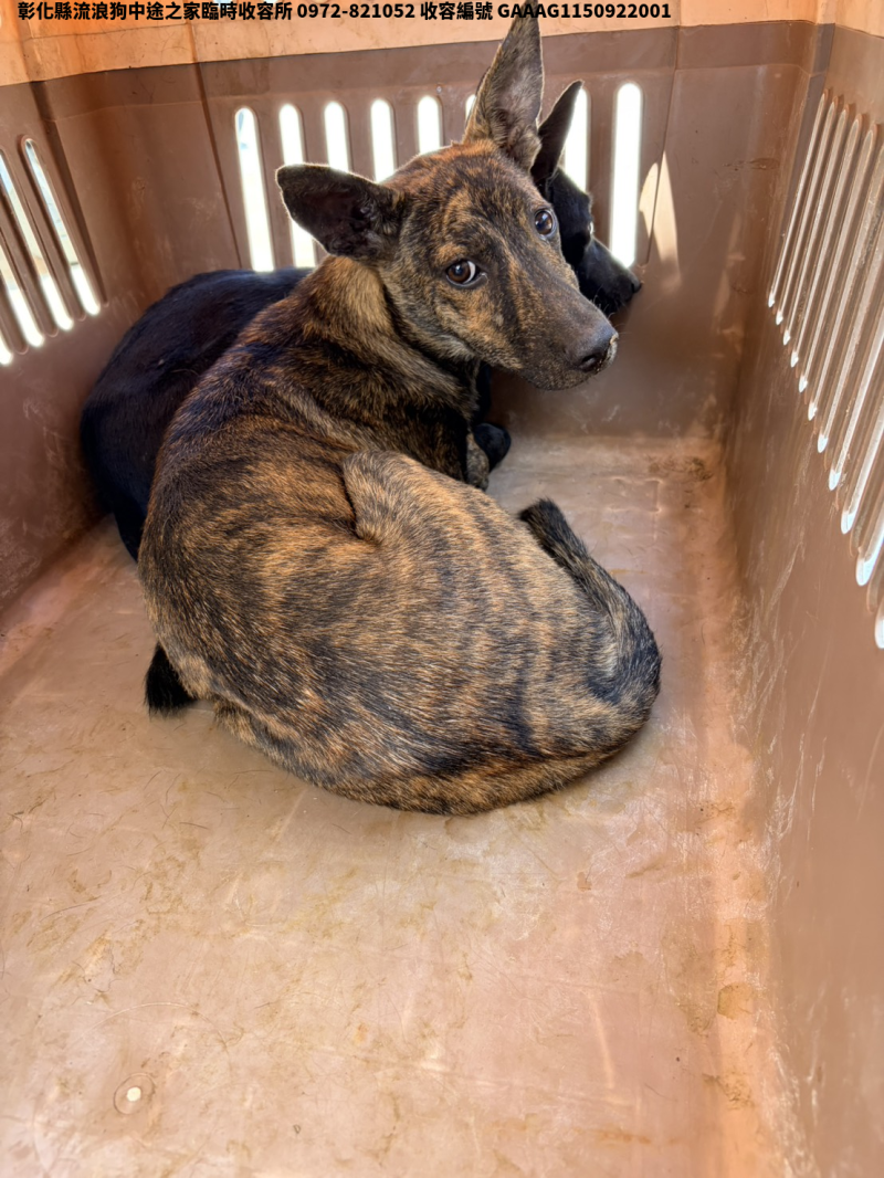 領養小型虎斑色公犬