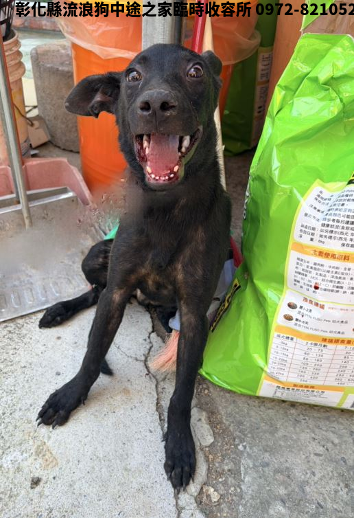 領養小型黑色公犬