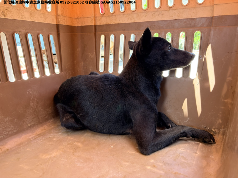 領養小型黑色公犬