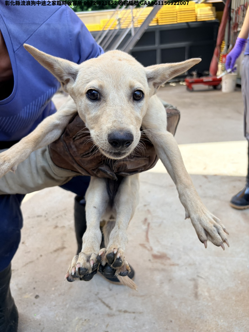 領養小型黃色母犬