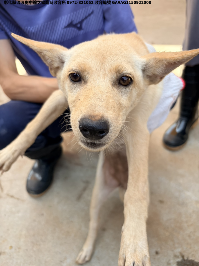 領養小型黃色母犬