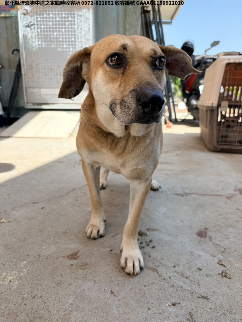 領養中型黃色公犬