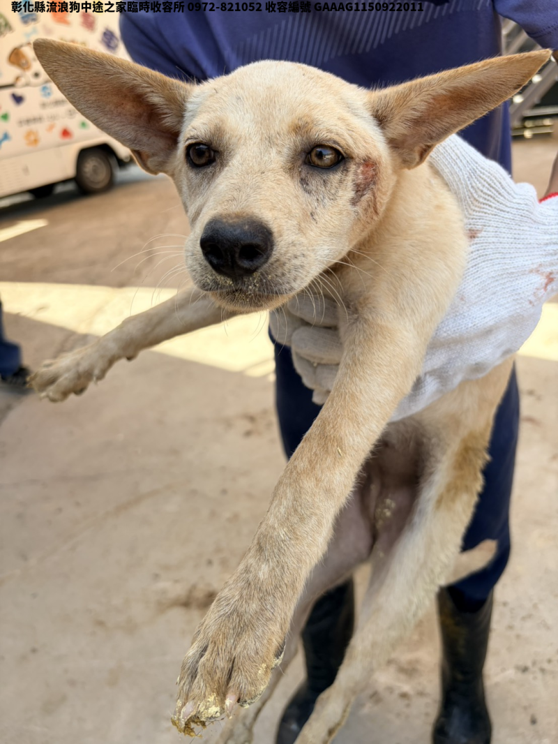領養小型黃色母犬