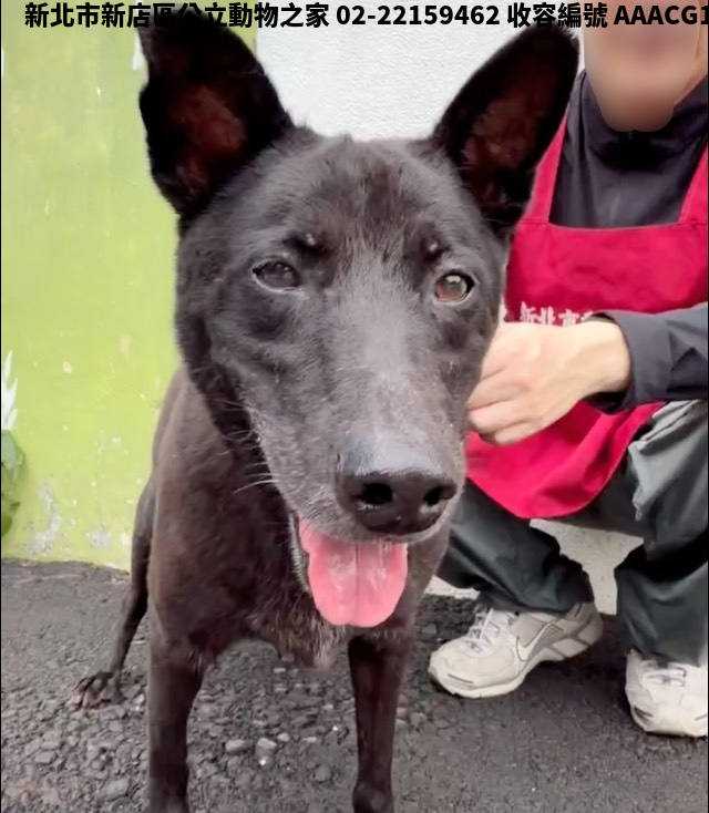 領養中型黑色公犬
