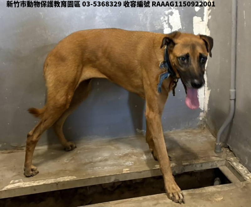 領養大型黃色母犬