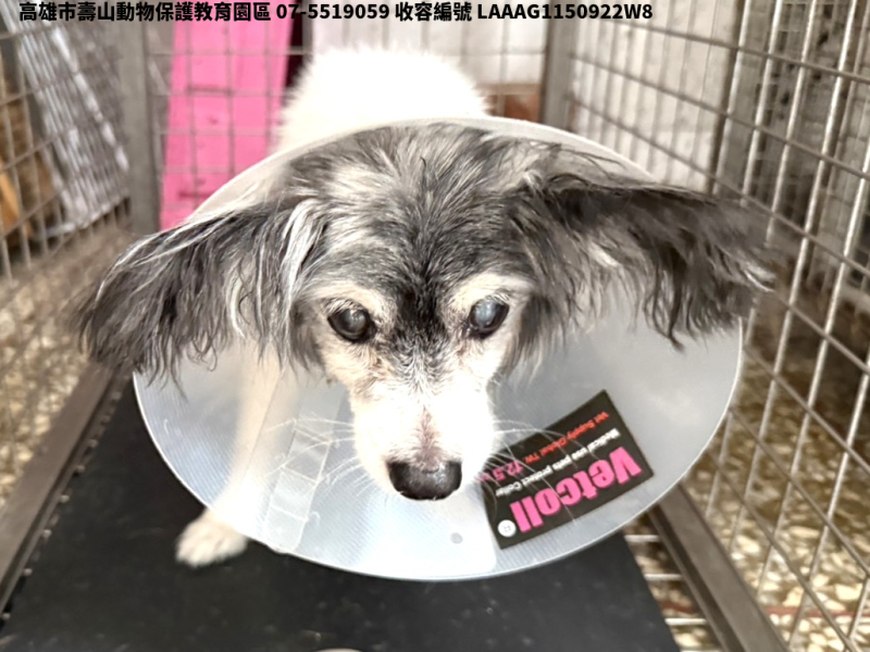 領養小型花色公犬