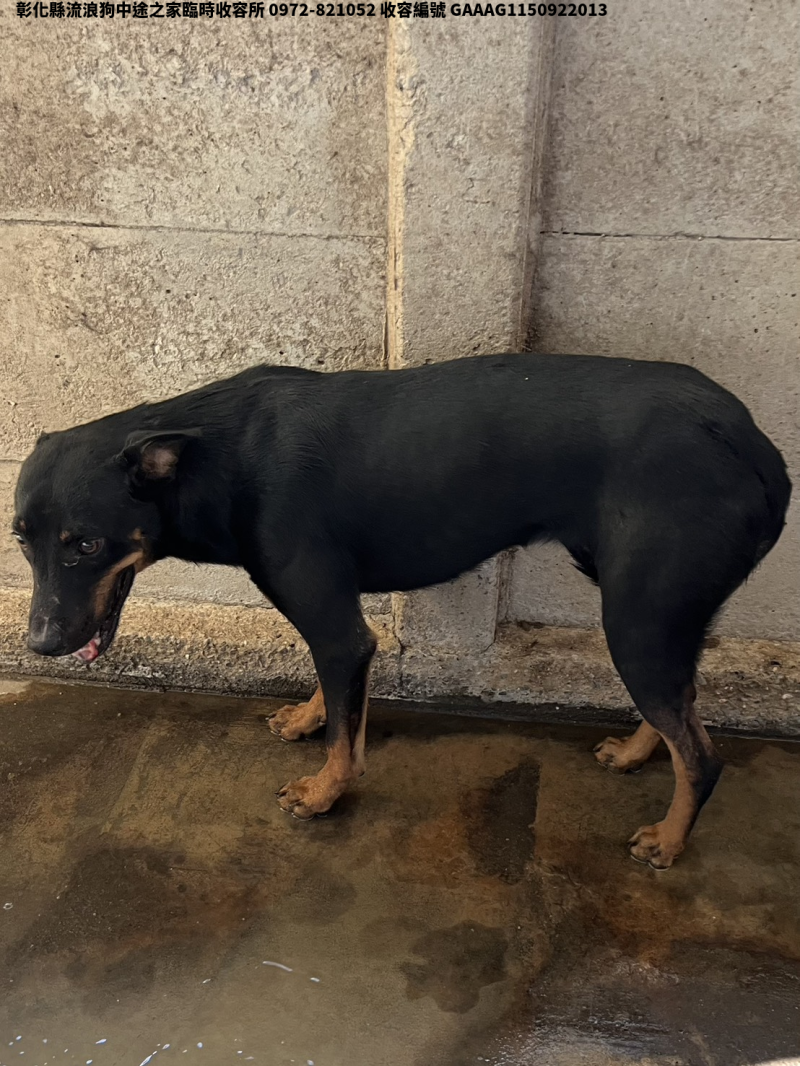 領養中型黑黃色公犬