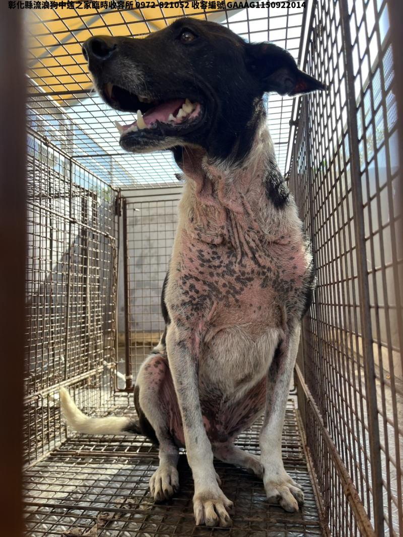領養中型黑白色公犬