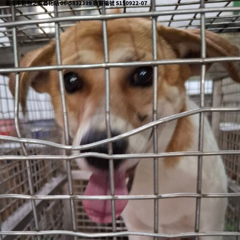領養中型黃白色公犬