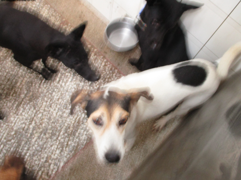領養中型花色公犬