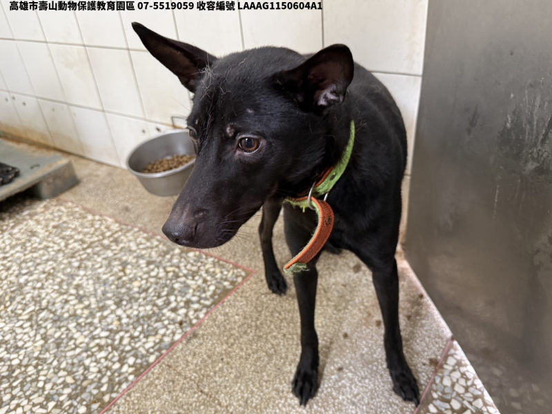 領養中型黑色公犬