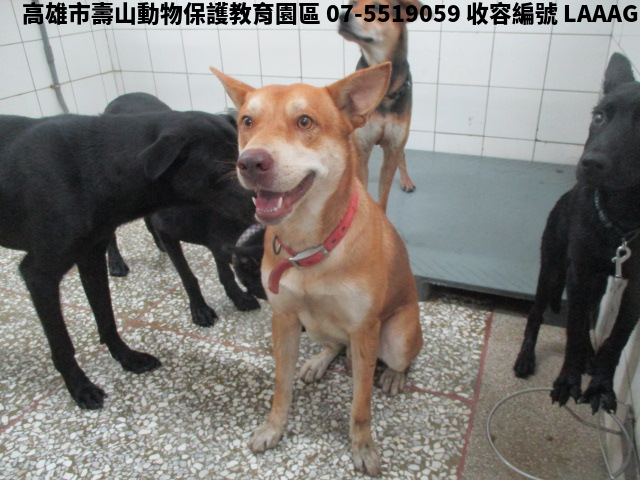 領養中型黃色公犬