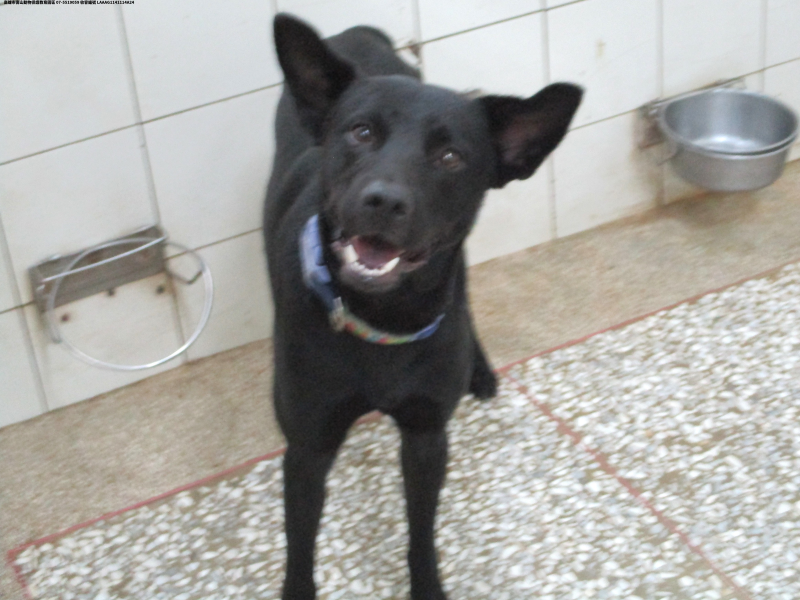 領養大型黑色公犬