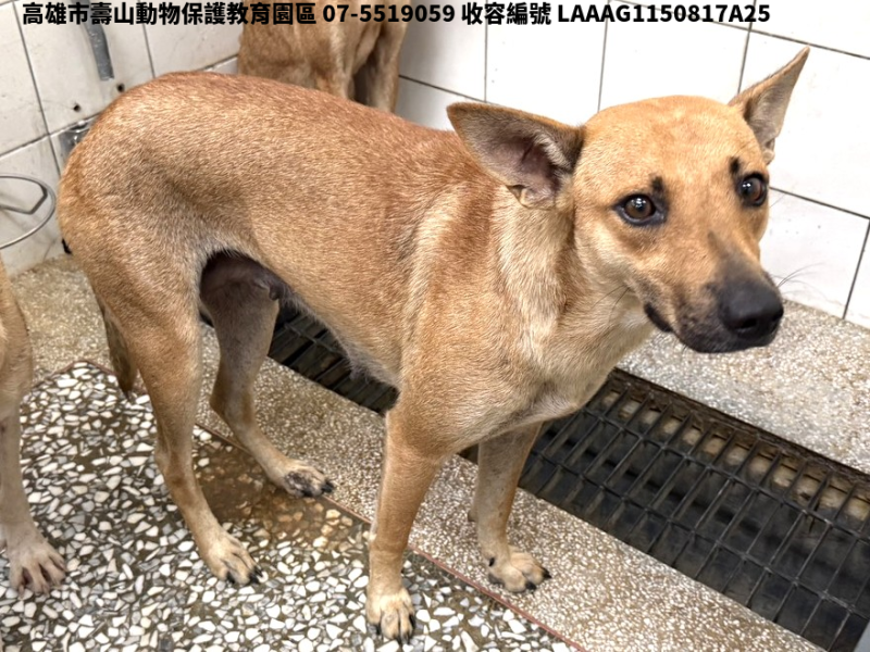 領養大型黃色母犬