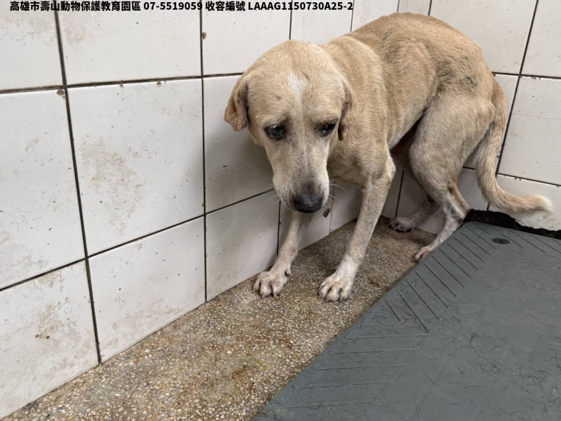 領養大型黃色公犬