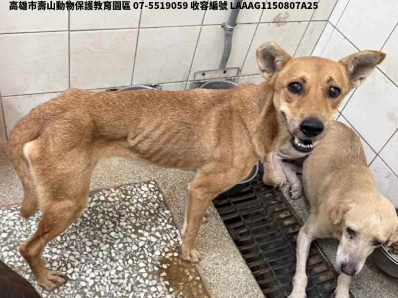 領養大型黃色母犬