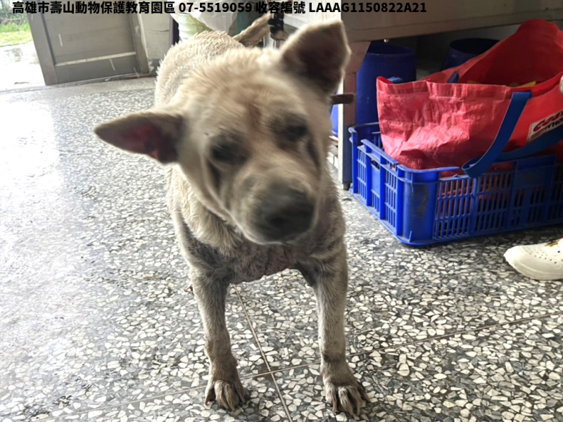 領養大型白色母犬