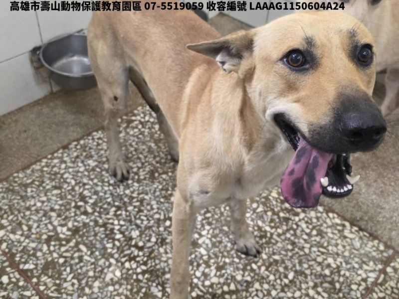 領養大型黃色公犬