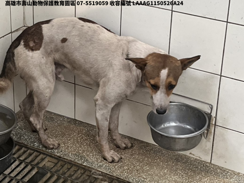 領養大型花色公犬