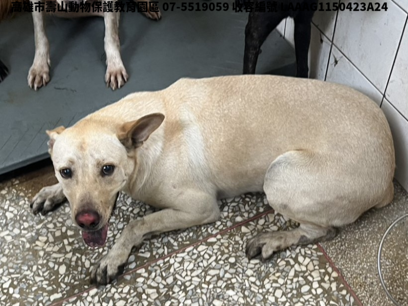 領養大型黃色公犬