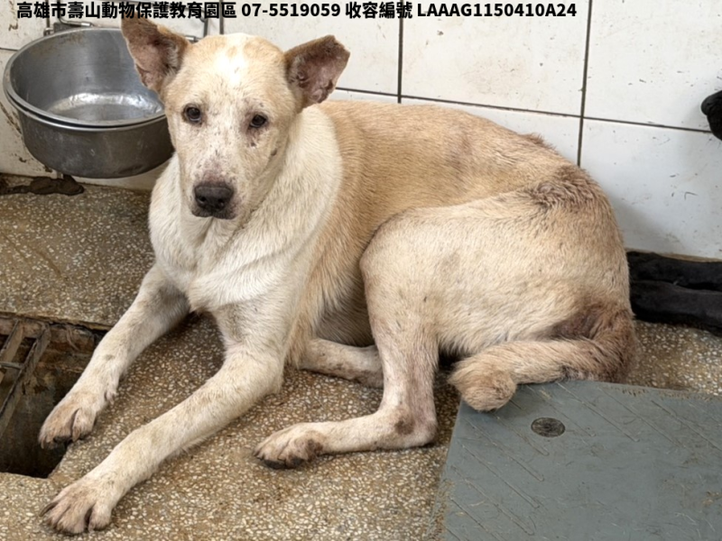 領養大型白色公犬