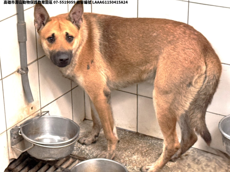領養大型黃色公犬