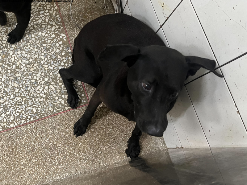 領養大型黑色公犬