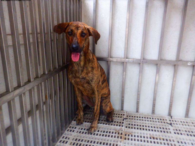 領養中型虎斑色母犬