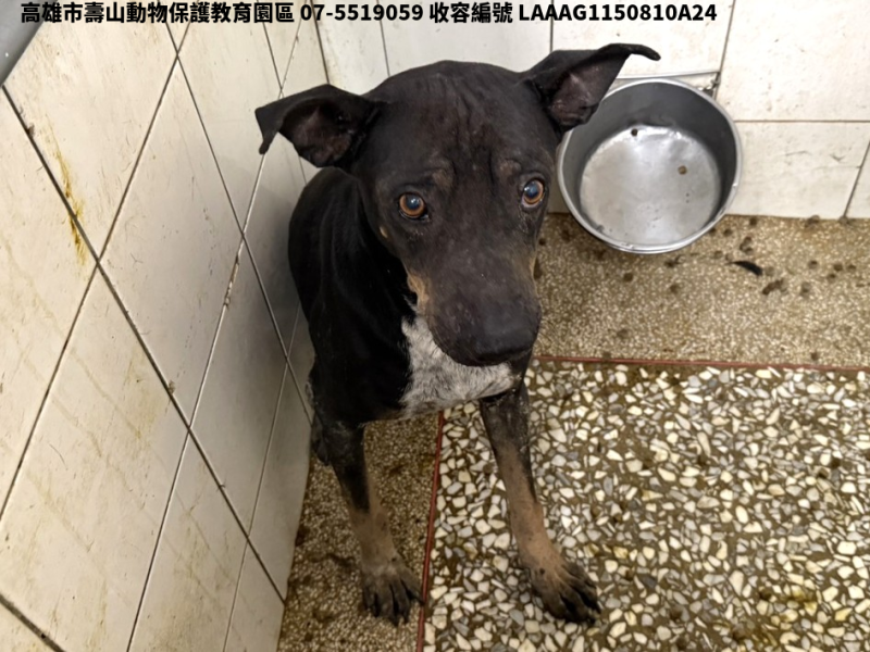 領養大型黑色公犬