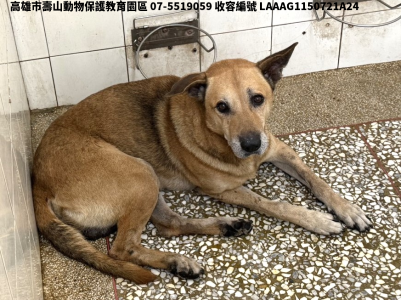 領養大型黃色公犬