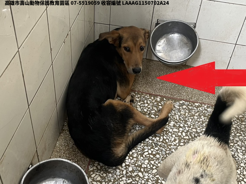 領養大型黑色公犬