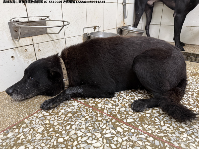 領養大型黑色公犬