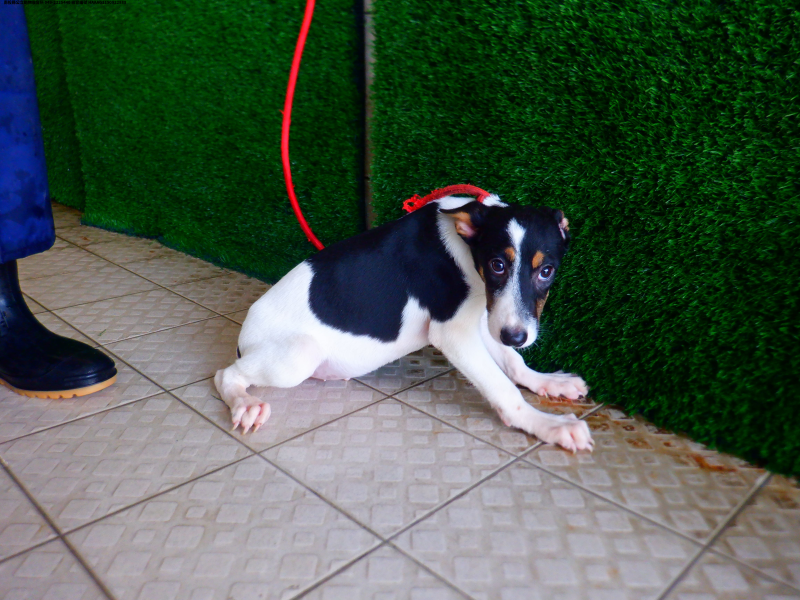 領養小型黑白色公犬