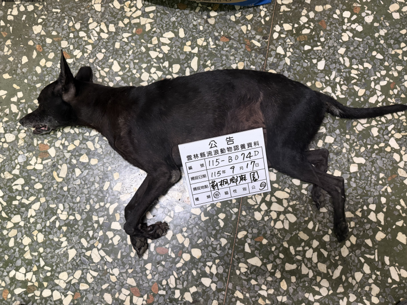 領養中型黑色母犬