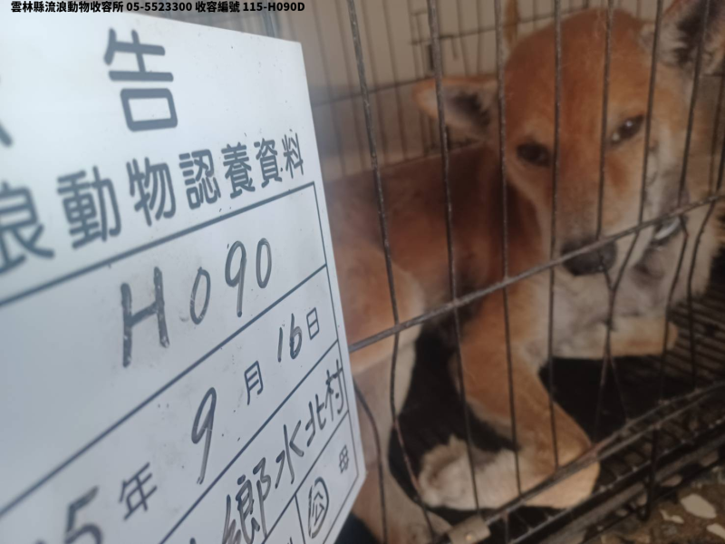 領養中型黃色公犬